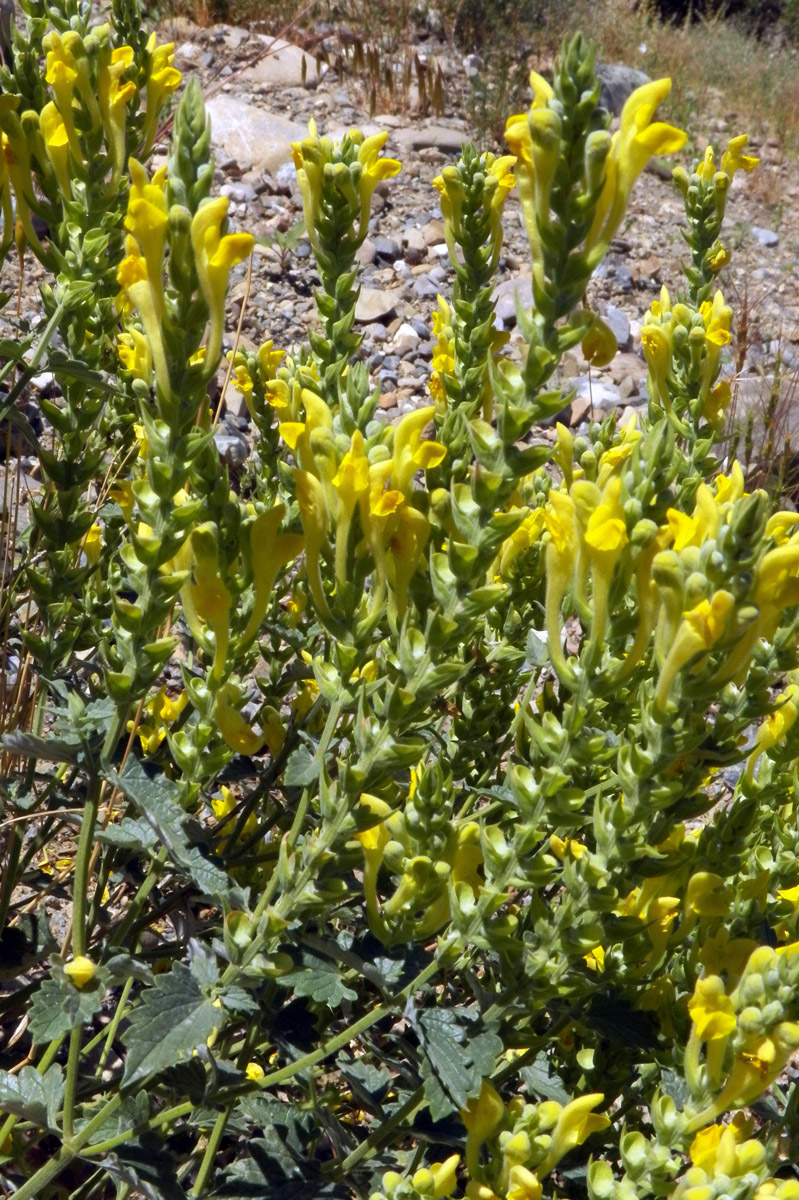 Изображение особи Scutellaria comosa.