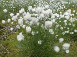 Eriophorum vaginatum. Плодоносящие растения. Тверская обл., Кимрский р-н, Подберезовское лесничество, заболоченная вырубка под линией электропередач. 11.06.2017.