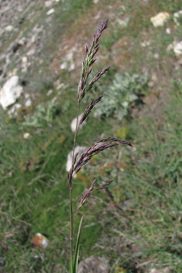 Изображение особи Poa sylvicola.