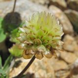 Trifolium rytidosemium