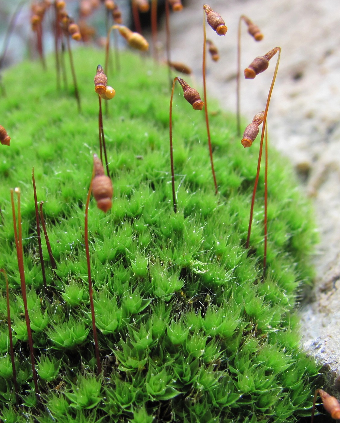 Image of genus Bryum specimen.