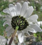 Tripleurospermum caucasicum. Соцветие (вид со стороны обёртки). Кабардино-Балкария, Эльбрусский р-н, долина р. Юсеньги, ок. 2550 м н.у.м., каменистое место у р. Юсеньги. 25.08.2017.