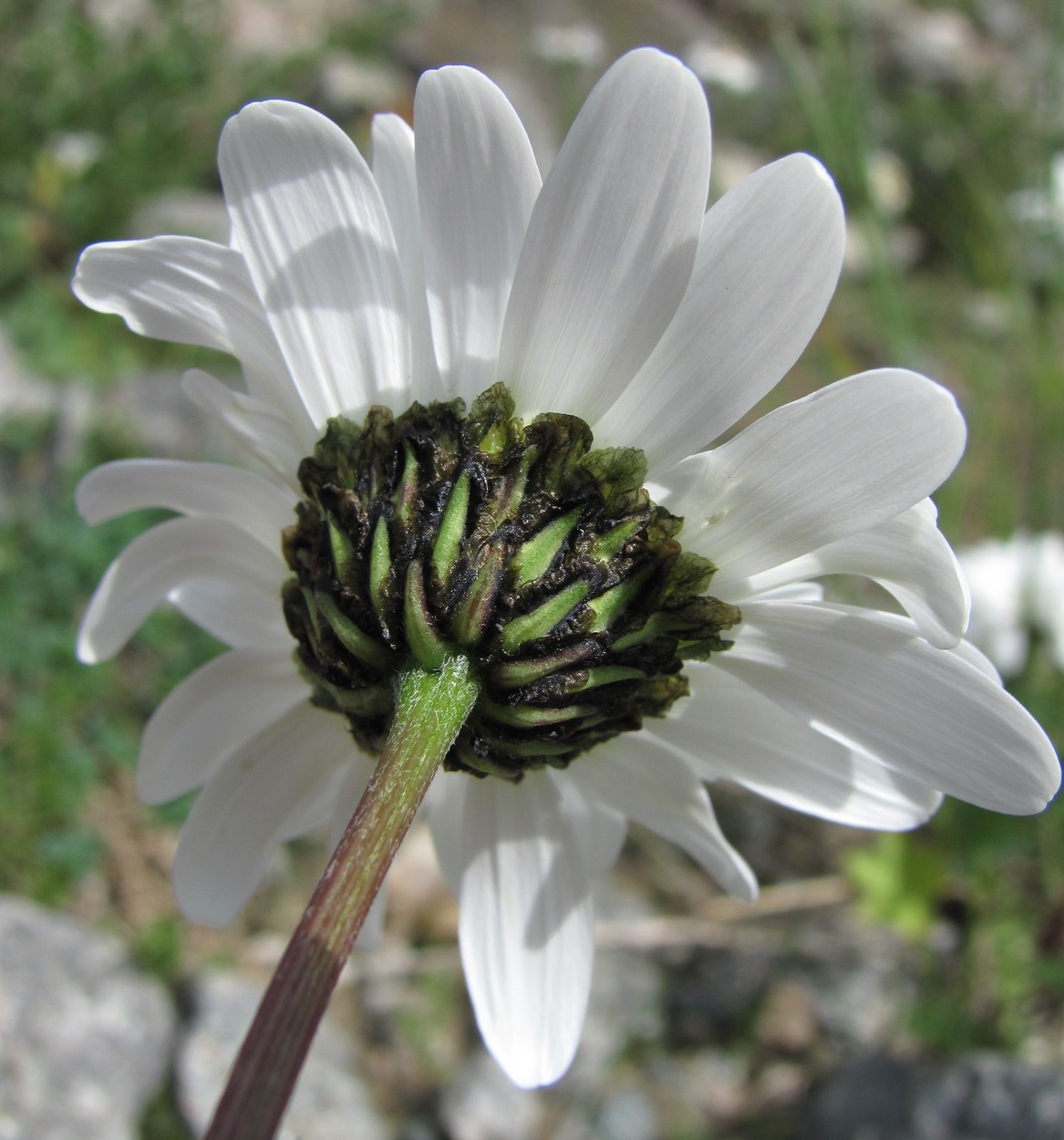 Image of Tripleurospermum caucasicum specimen.