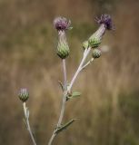 Cirsium incanum. Верхушка цветущего растения. Крым, Cевастополь, вершина Сапун-Горы, поляна. 14.08.2017.