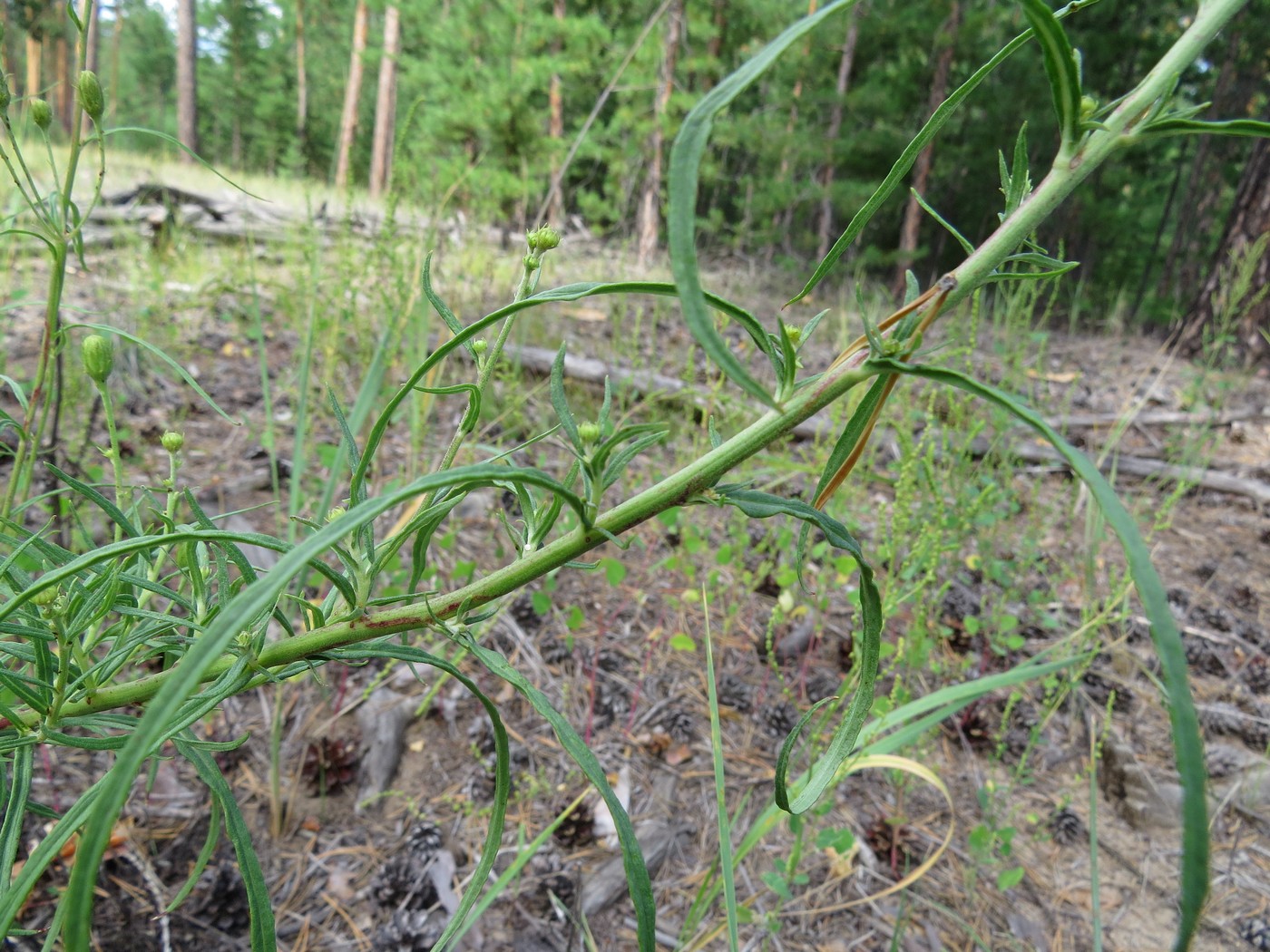 Image of Hieracium filifolium specimen.