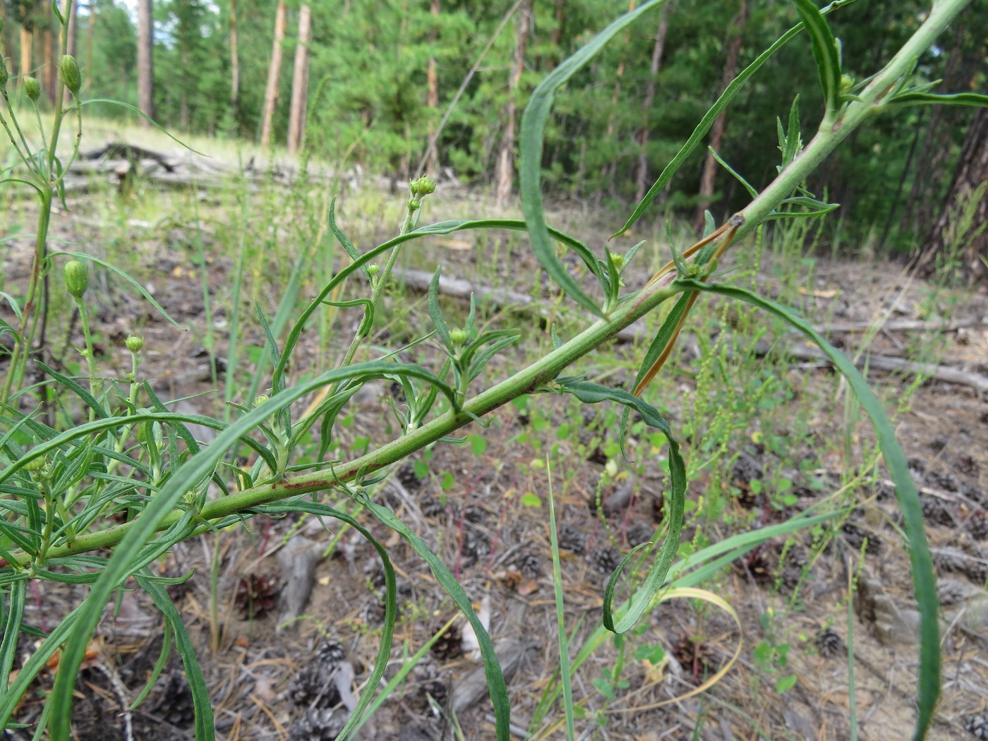 Изображение особи Hieracium filifolium.