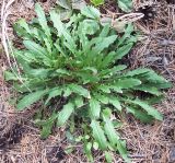 genus Erysimum