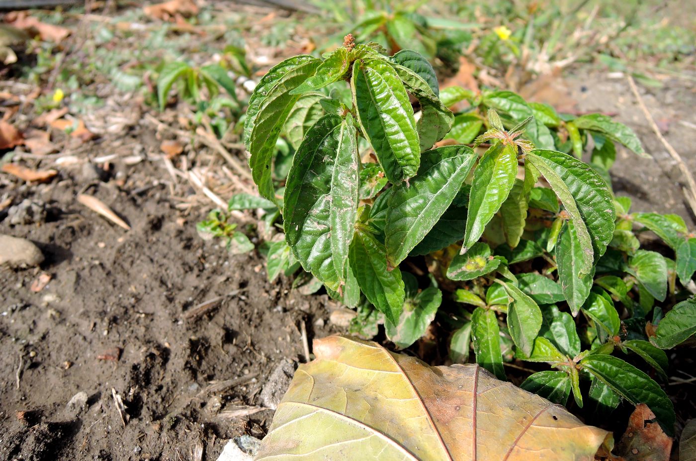 Изображение особи Acalypha australis.