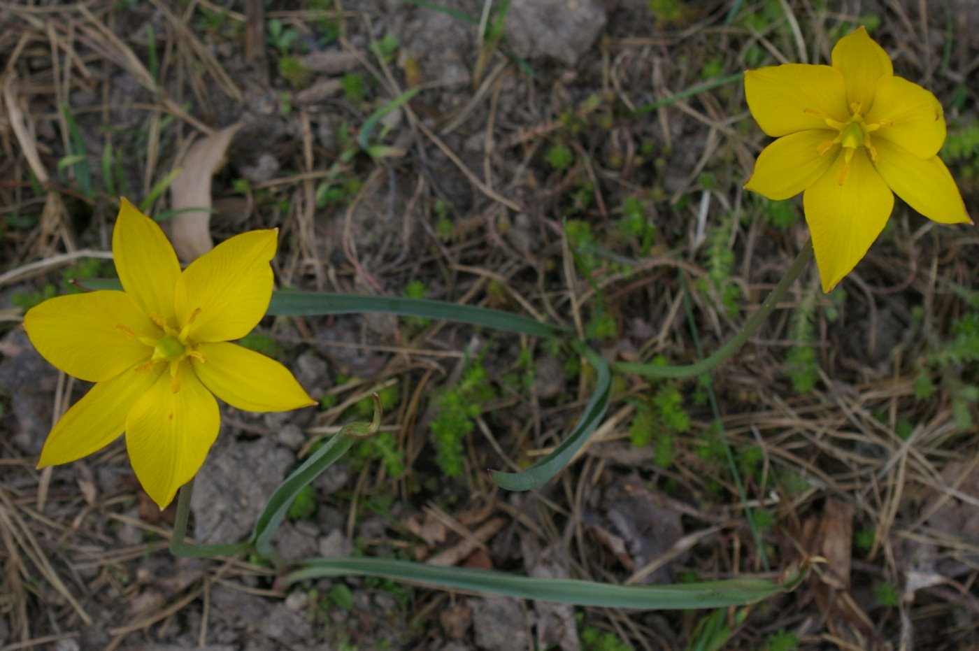 Image of Tulipa sylvestris specimen.