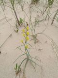 Linaria loeselii