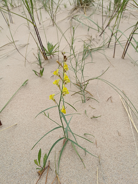 Image of Linaria loeselii specimen.