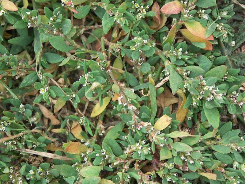 Image of Polygonum aviculare specimen.