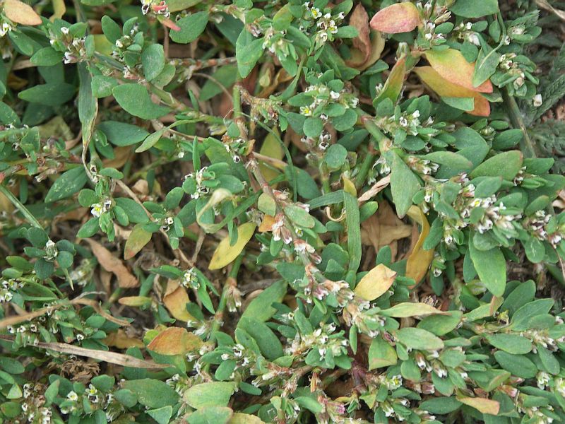 Изображение особи Polygonum aviculare.