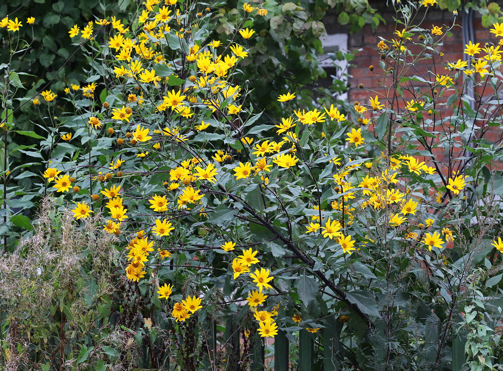 Изображение особи Helianthus tuberosus.