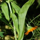 Calendula officinalis