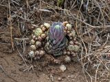 Orostachys spinosa. Вегетирующее растение. Монголия, аймак Туве, окр. г. Эрдэнэсант, ≈ 1400 м н.у.м., горная степь. 01.06.2017.