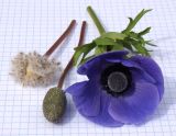 Anemone coronaria. Цветок, незрелый и созревший плоды. Краснодарский край, г. Усть-Лабинск, в культуре на приусадебном участке. 13.05.2017.