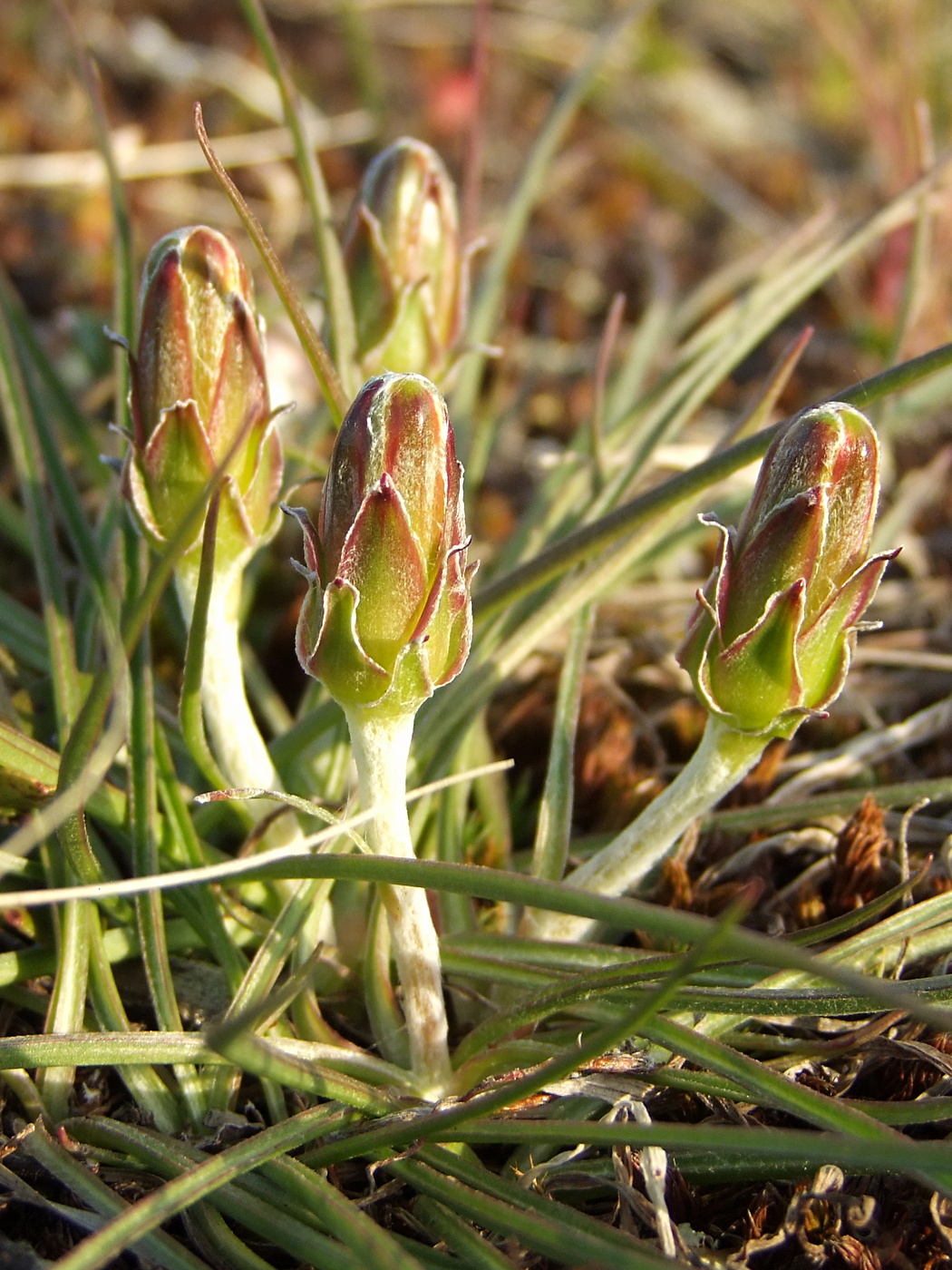 Изображение особи Scorzonera radiata.