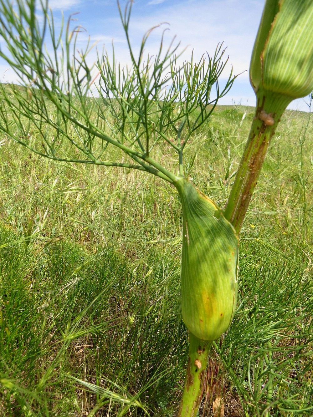 Изображение особи Ferula karatavica.