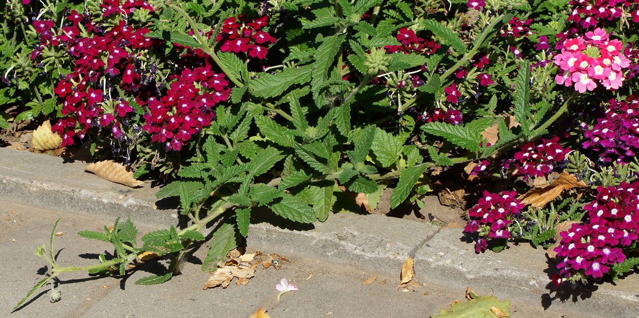 Image of Glandularia &times; hybrida specimen.