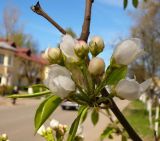 Pyrus ussuriensis. Соцветие. Чувашия, г. Шумерля, ул. Октябрьская. 24 апреля 2008 г.