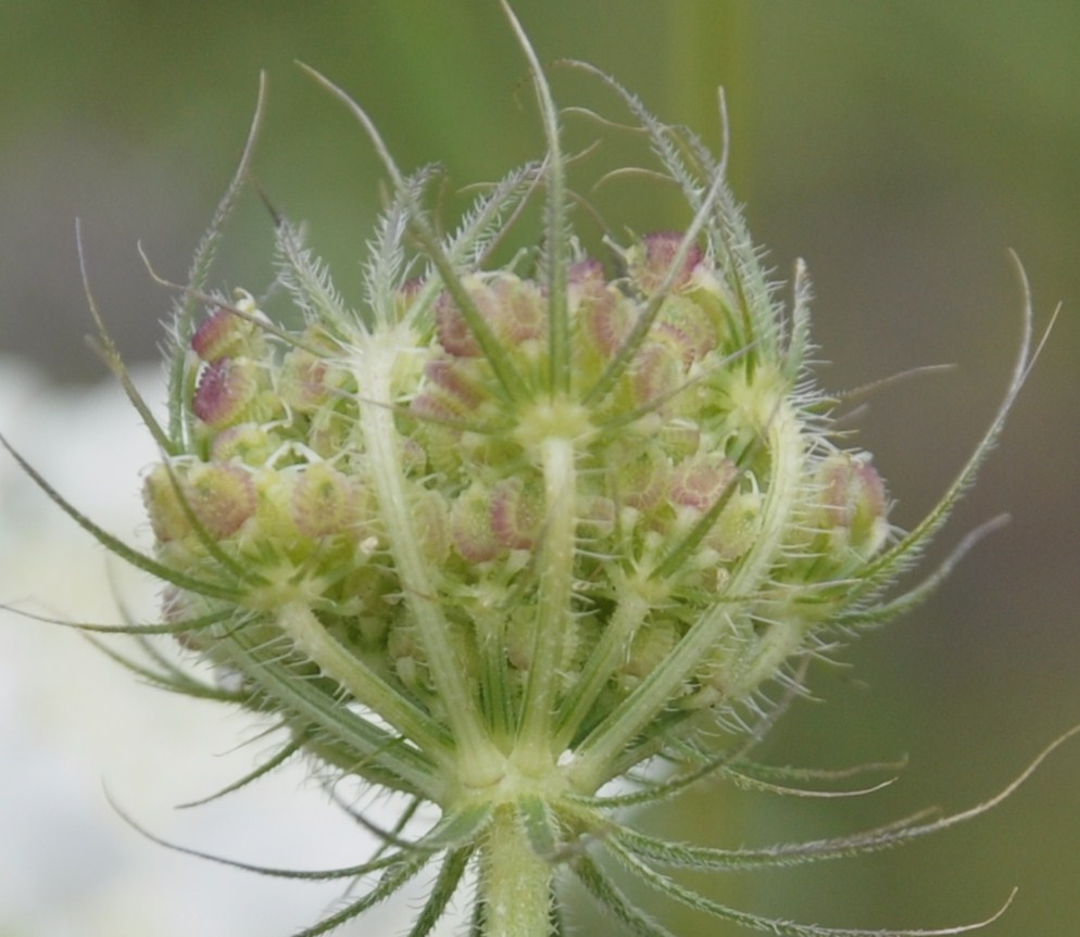 Изображение особи Tordylium officinale.