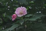 familia Malvaceae. Верхушка цветущего побега. Китай, провинция Хунань, Сянси-Туцзя-Мяоский автономный округ, окр. г. Фэнхуан, рядом с пещерой Чилян (Qiliang). 09.10.2017.