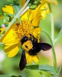 Verbesina encelioides. Соцветие с фуражирующей пчелой-плотником (Xylocopa pubescens). Израиль, г. Бат-Ям, рудеральное местообитание. 19.03.2018.