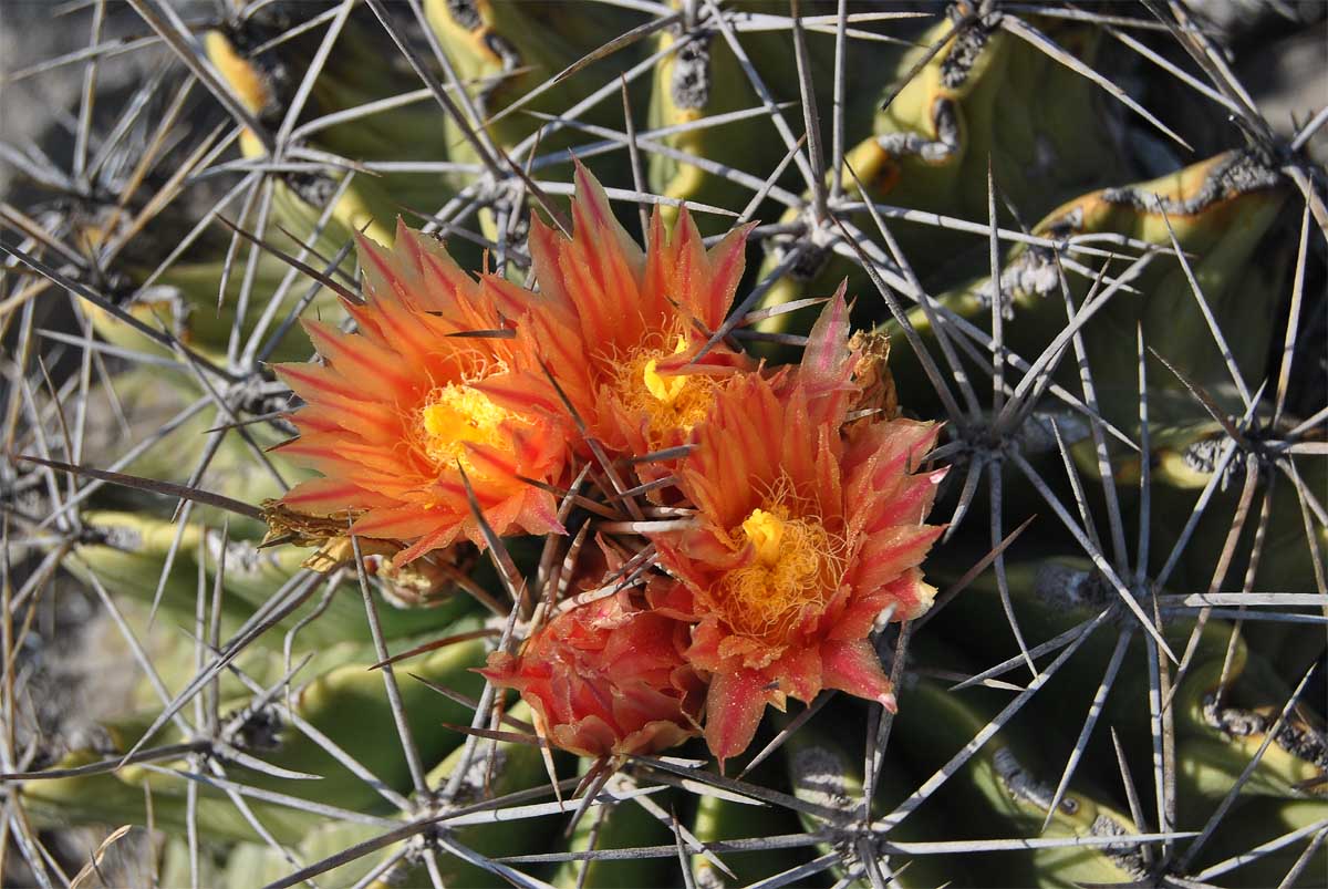 Изображение особи Ferocactus echidne var. rhodanthus.