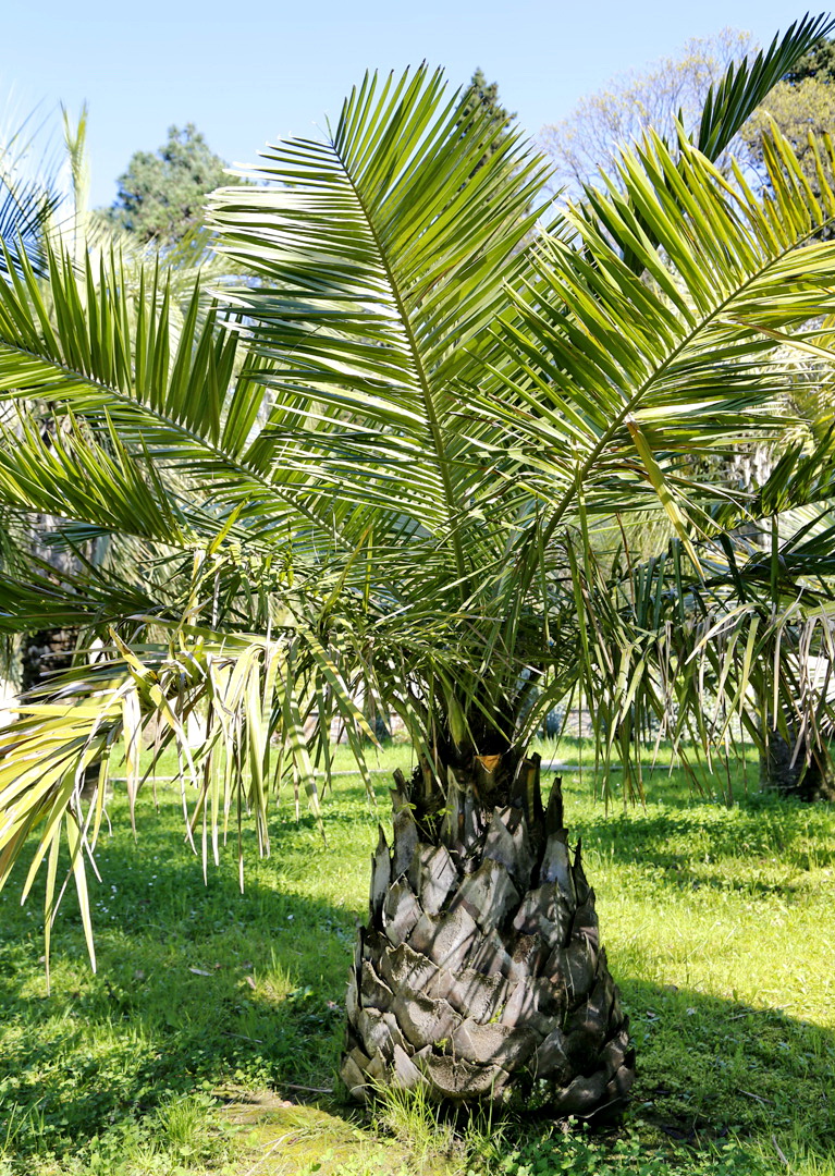 Изображение особи Jubaea chilensis.