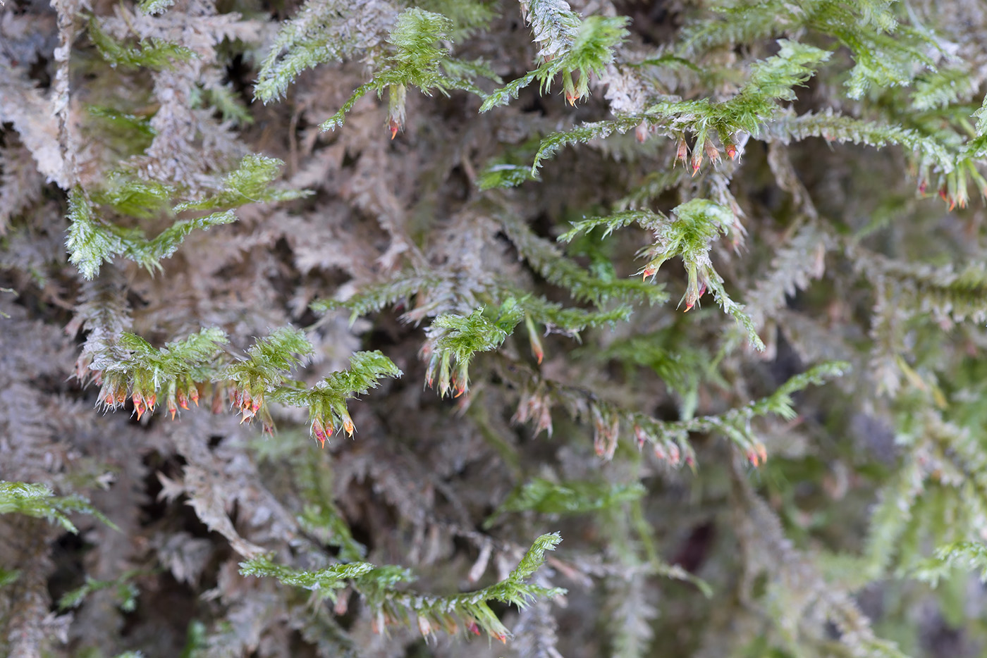 Image of Neckera pennata specimen.