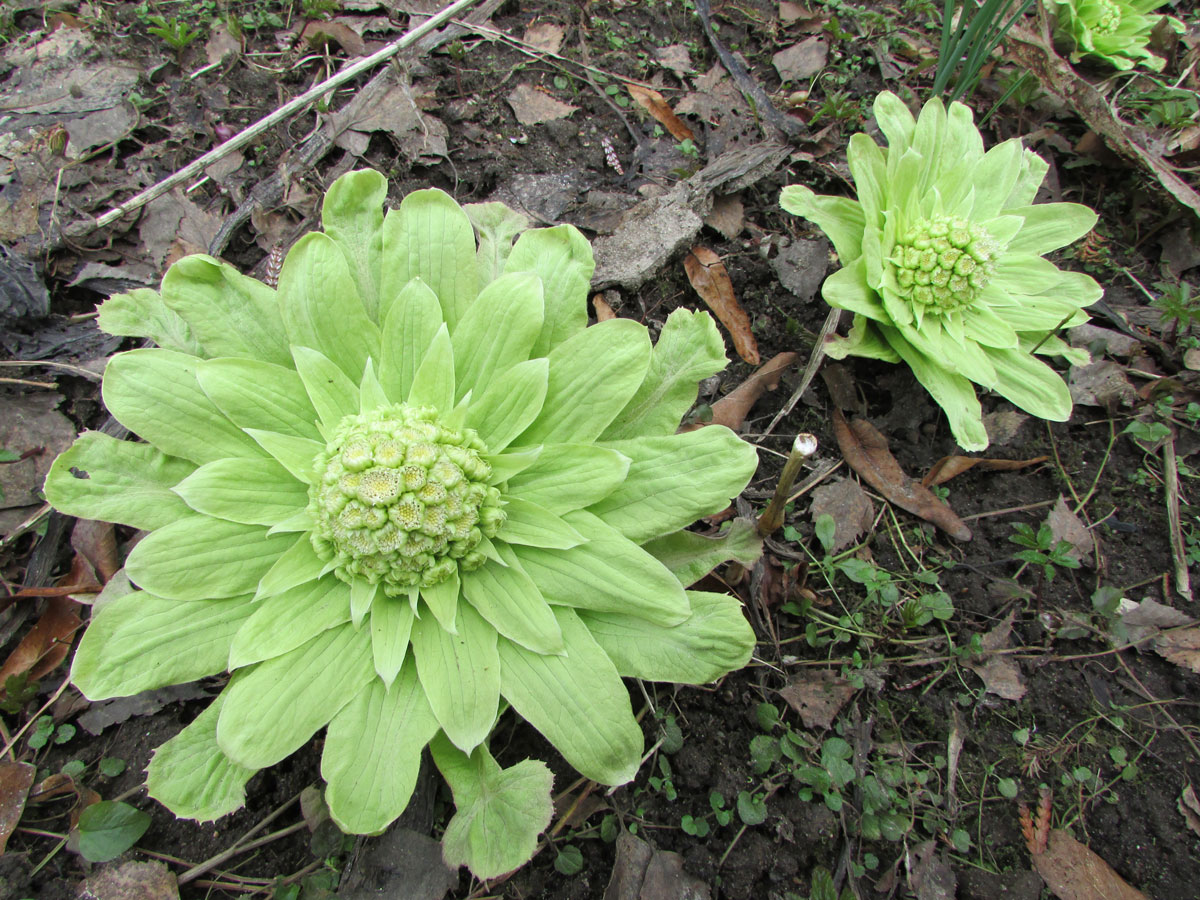 Image of Petasites amplus specimen.