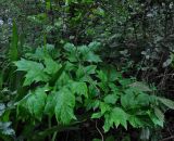 Tacca leontopetaloides