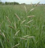 Festuca pratensis