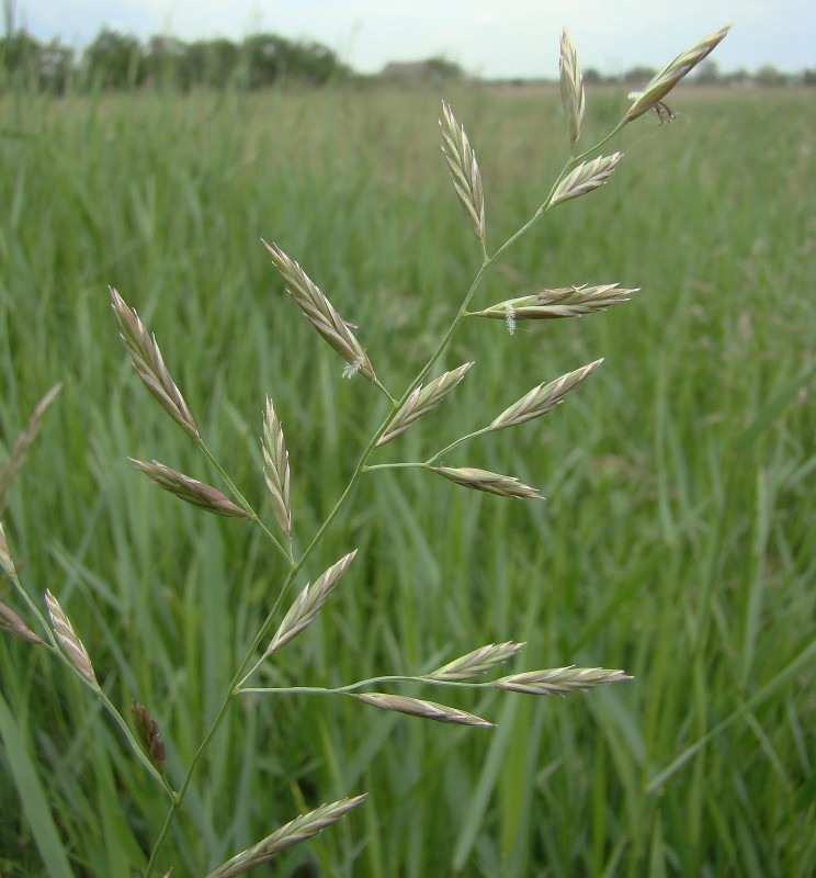 Изображение особи Festuca pratensis.