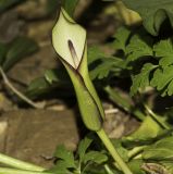 Arum hygrophilum