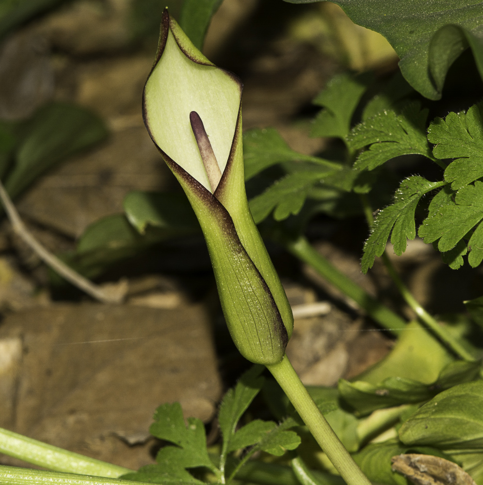 Изображение особи Arum hygrophilum.