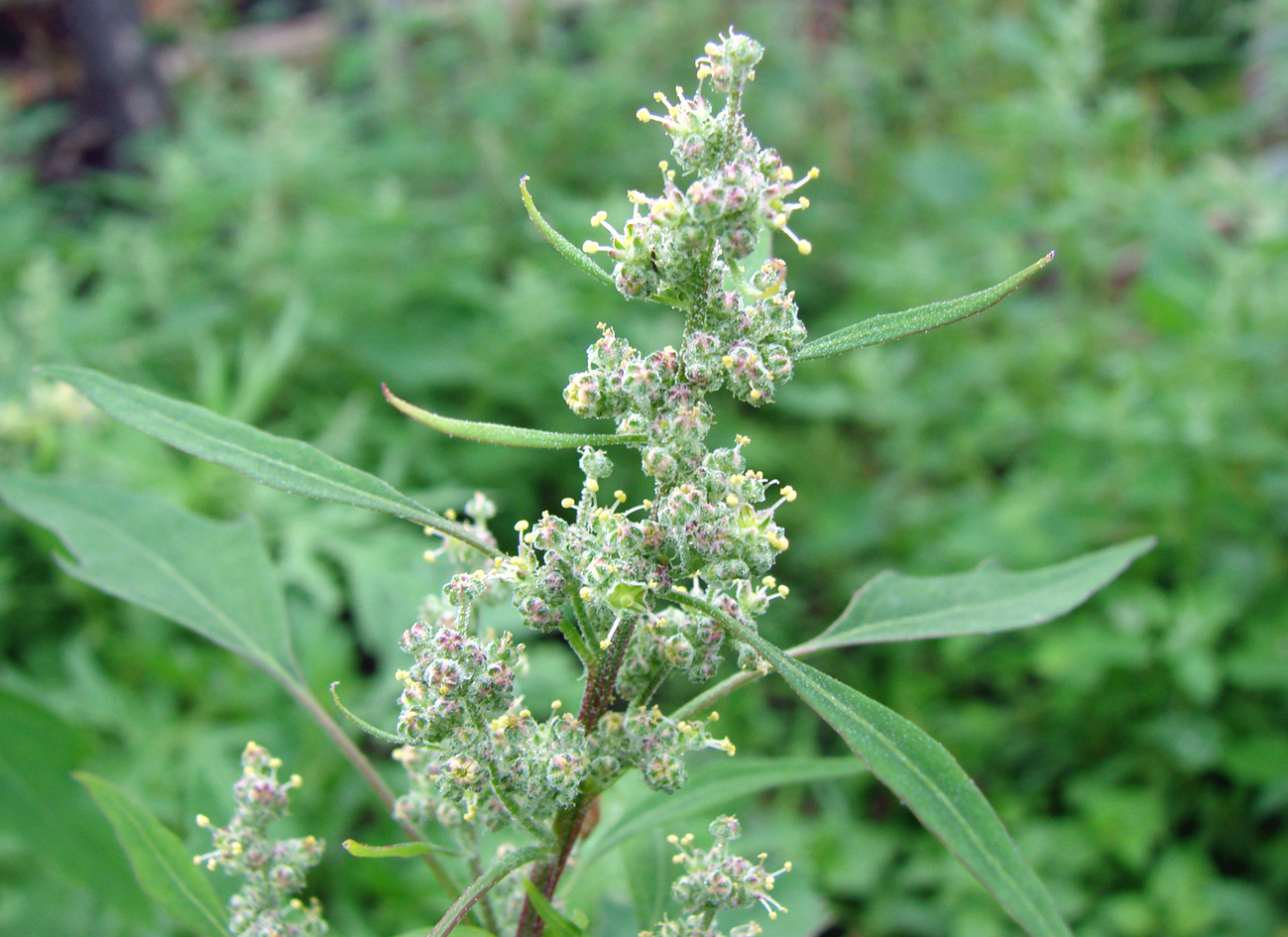 Image of Chenopodium acerifolium specimen.