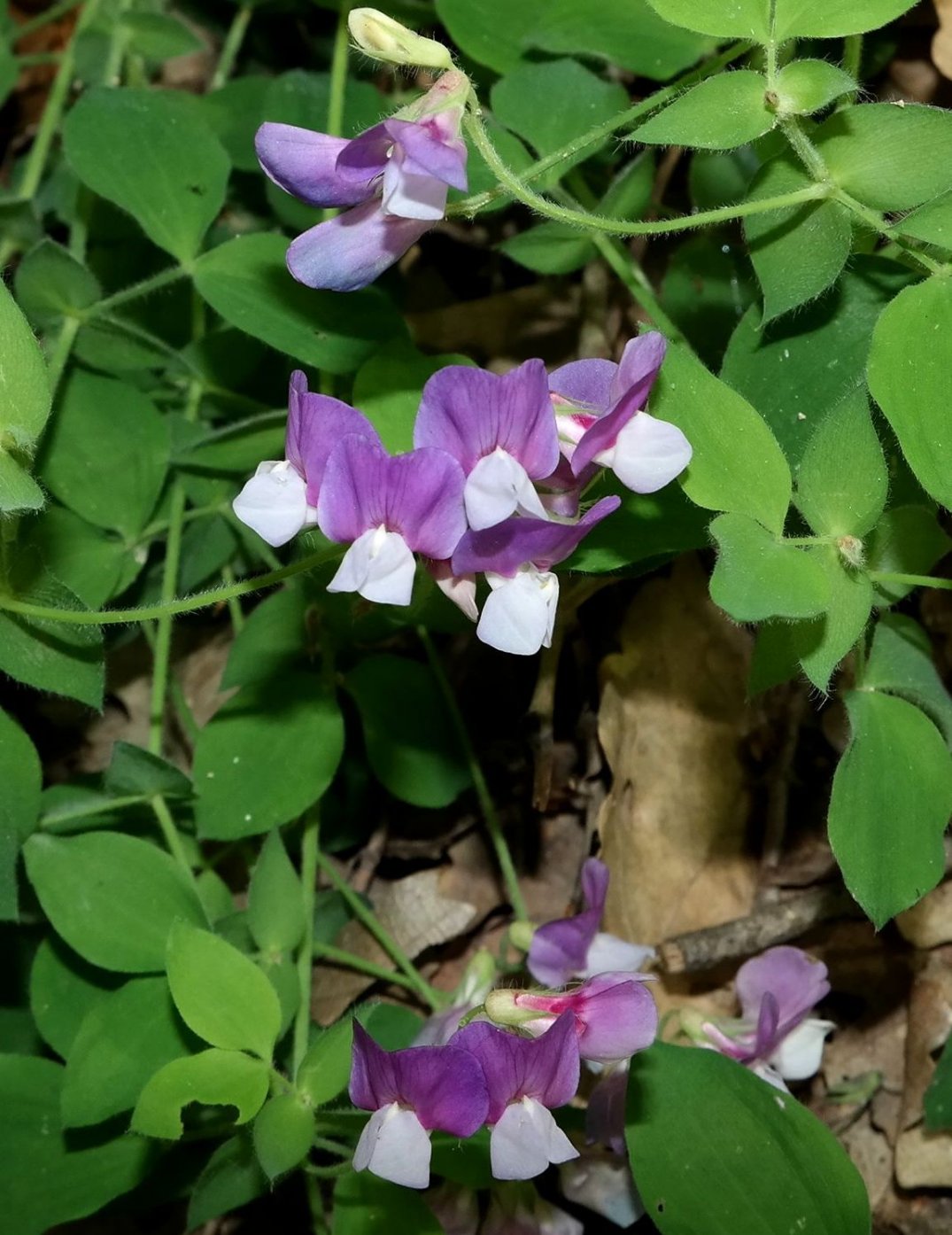 Изображение особи Lathyrus laxiflorus.