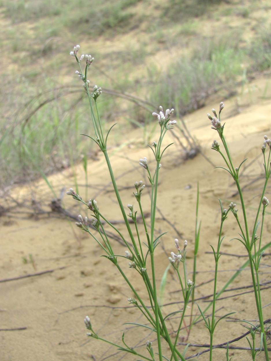 Image of Asperula diminuta specimen.