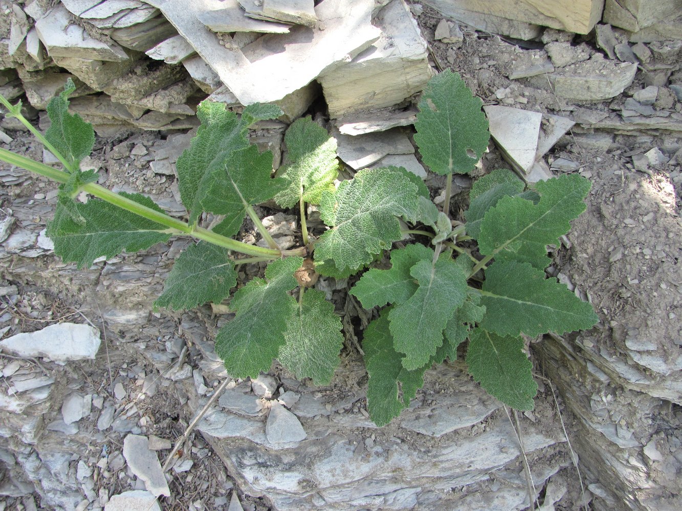 Изображение особи Salvia verbascifolia.