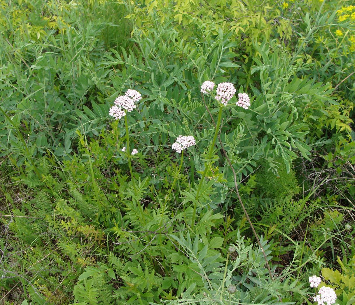 Изображение особи Valeriana rossica.