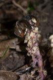 Lathraea squamaria