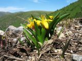 Colchicum luteum. Цветущие растения. Казахстан, Западный Тянь-Шань, запов. Аксу-Жабаглы, ущ. Улькен-Каинды, 2100 м н.у.м., на месте оттаявшей лавины. 18 июня 2018 г.