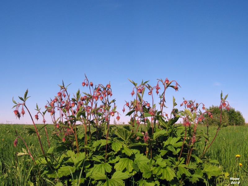 Image of Geum rivale specimen.