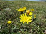 Hieracium virosum. Соцветия. Южный Казахстан, Таласский Алатау, окр. запов. Аксу-Жабаглы, горы Таскора, мелкоземистое плато Байтана, ≈ 1600 м н.у.м., нагорная степь. 8 июля 2016 г.