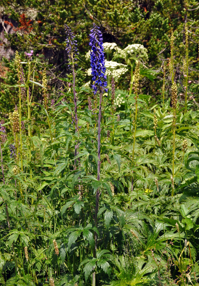 Изображение особи Delphinium elatum.