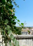 Capparis sicula. Отцветающие растения. Франция, Прованс, г. Авиньон, парк у Папского дворца, крепостная стена над городом. 26.07.2014.