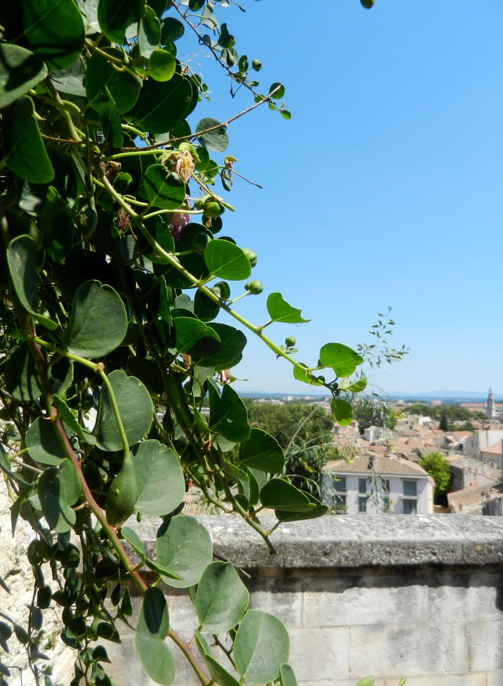 Изображение особи Capparis sicula.