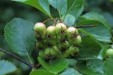 Crataegus macracantha. Соплодие с не вполне зрелыми плодами и листья. Узбекистан, г. Ташкент, Ботанический сад им. Ф.Н. Русанова. 12.08.2018.